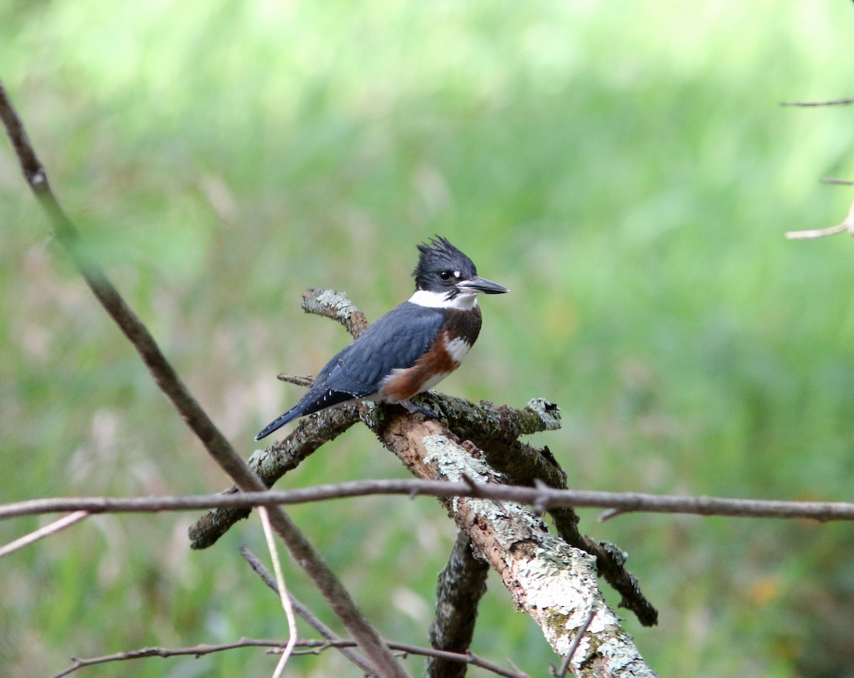 Belted Kingfisher - ML262462461