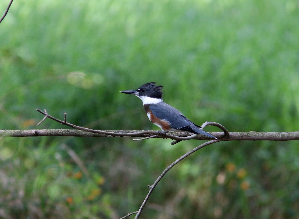 Belted Kingfisher - ML262462481