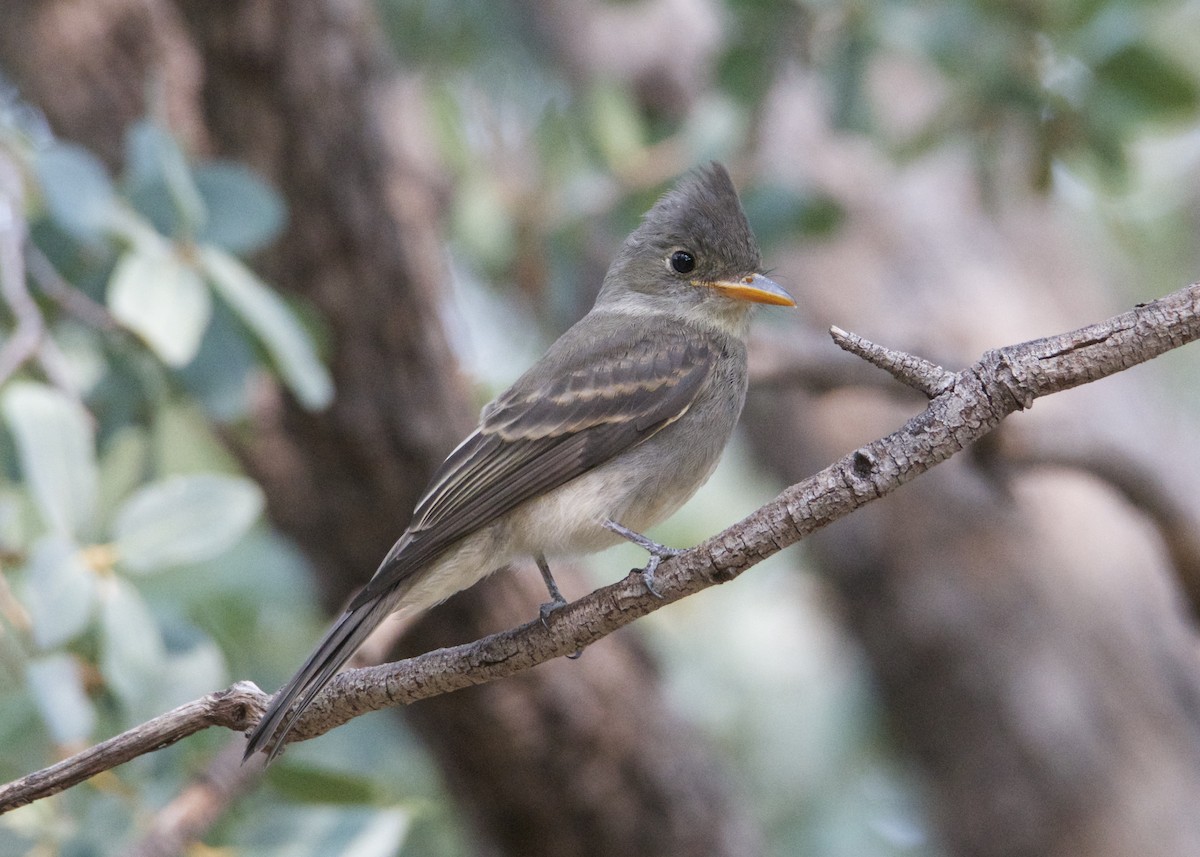 Greater Pewee - ML262467471