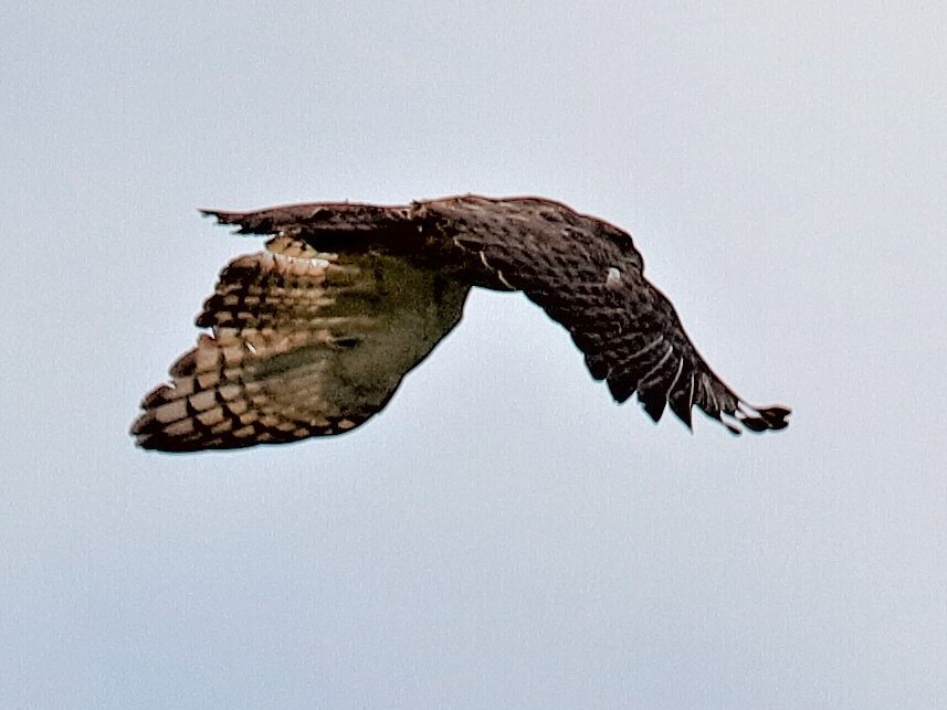 New Guinea Harpy Eagles (Harpyopsis novaeguineae)