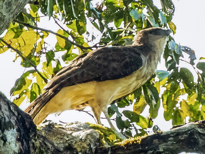 New Guinea Harpy Eagles (Harpyopsis novaeguineae)