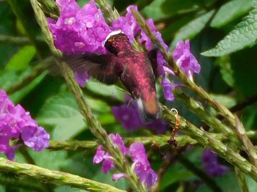kolibřík běločelý - ML262471711