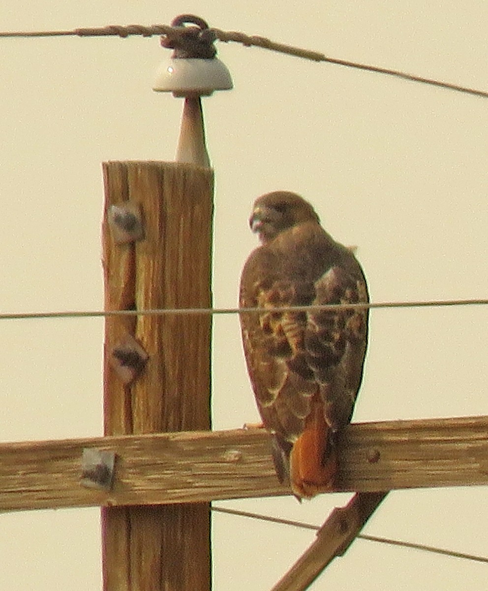 Red-tailed Hawk - ML262472651