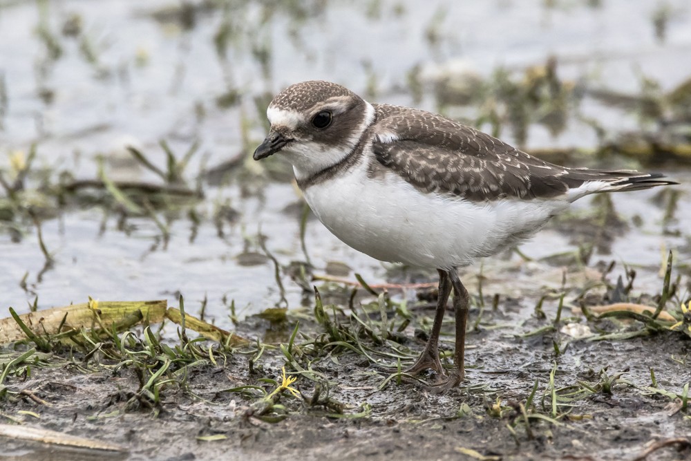 Semipalmated Plover - ML262475781