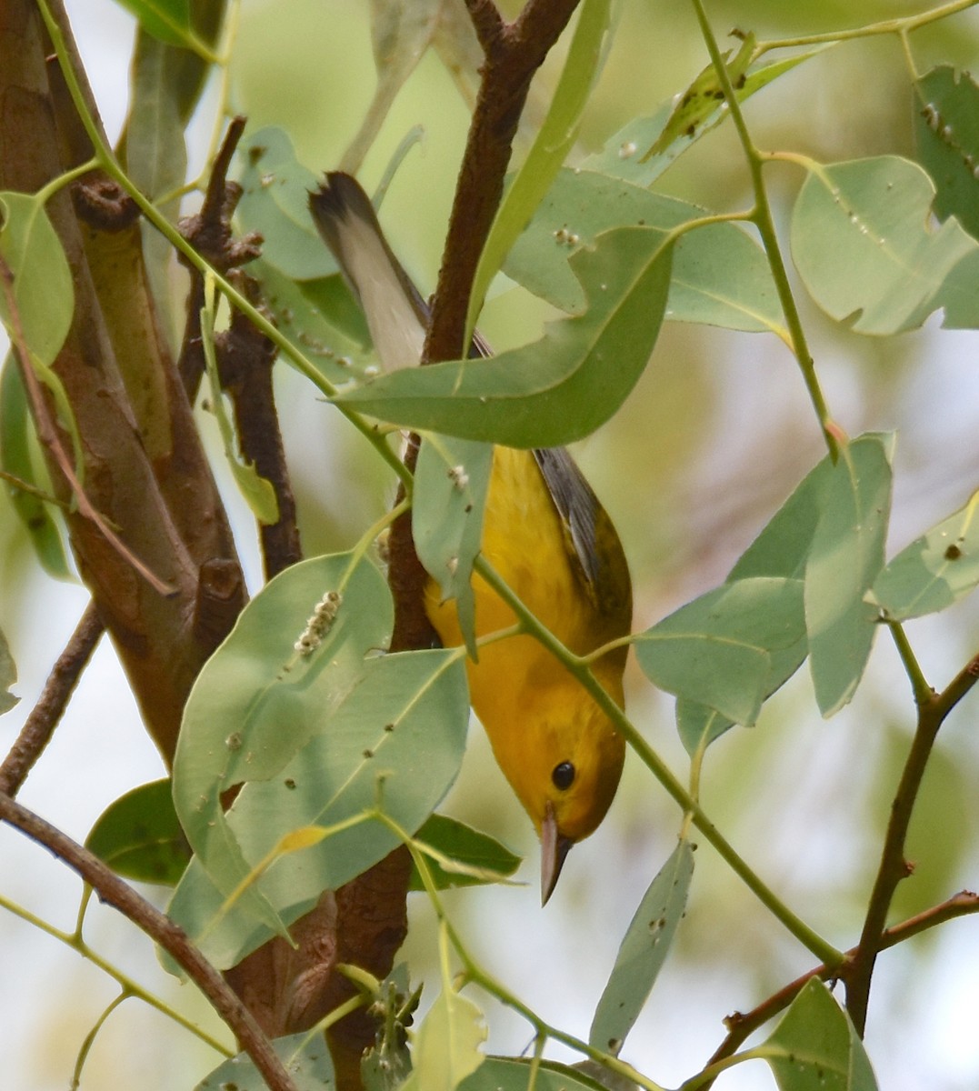 eBird Checklist - 13 Sep 2020 - Tijuana River Valley--ranger station ...