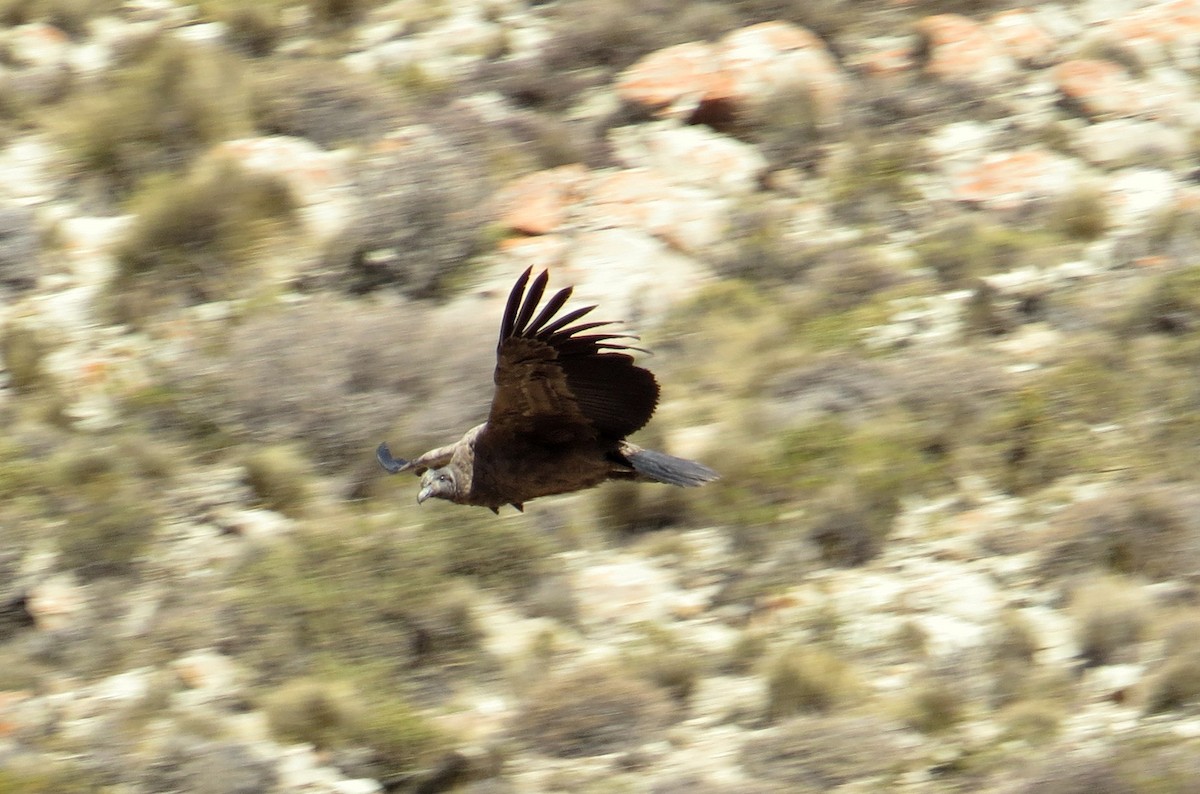 Andean Condor - Agustín Zarco