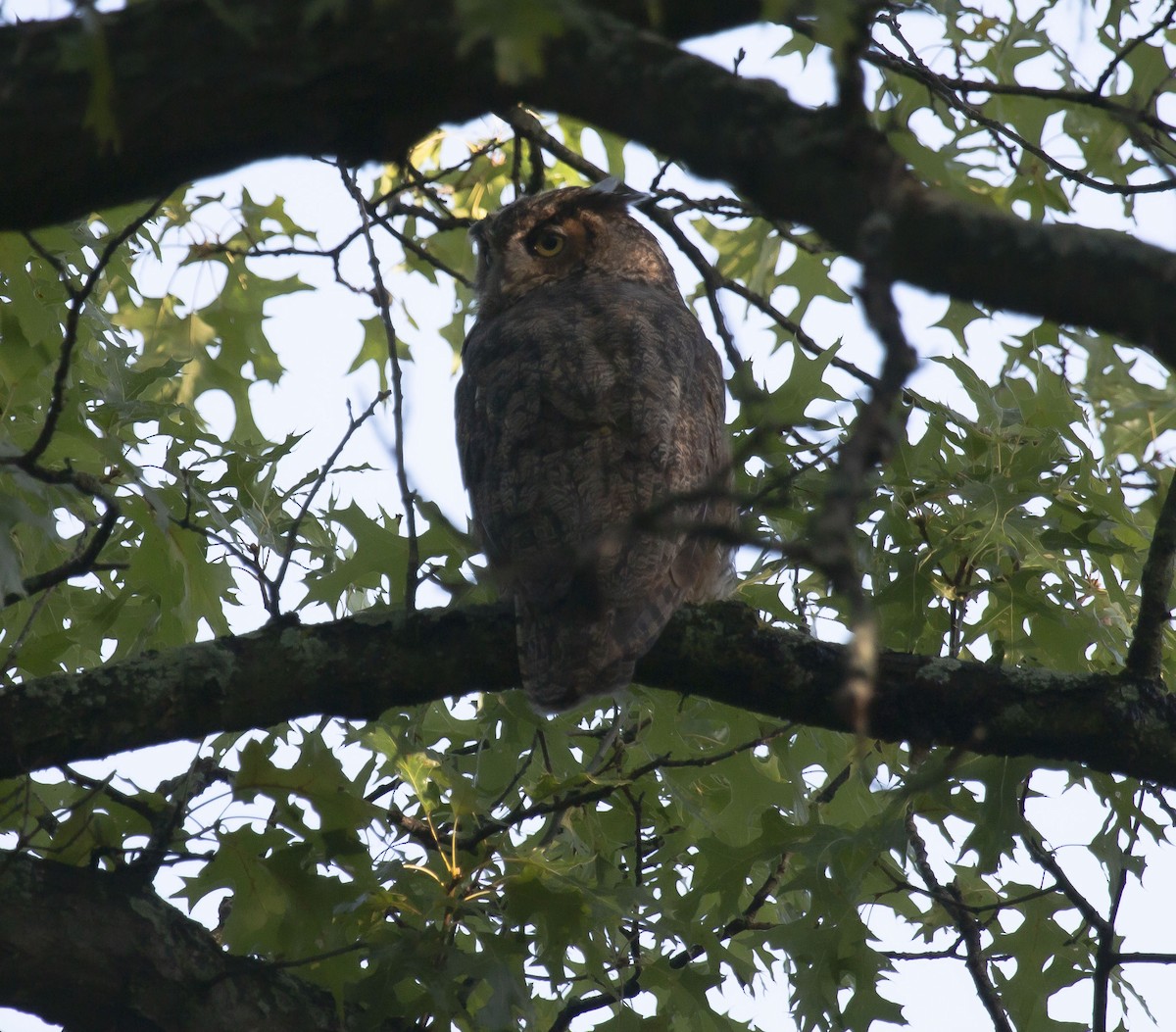 Great Horned Owl - ML262480661