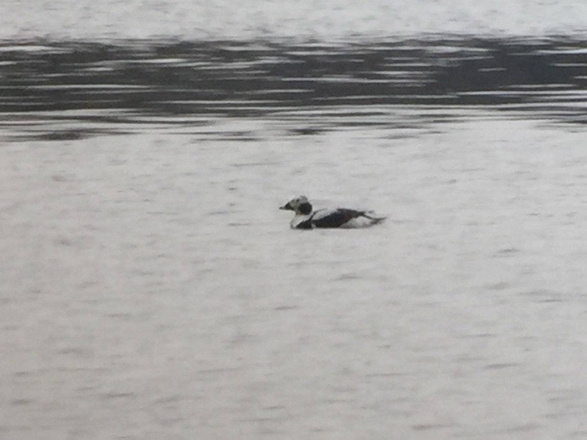 Long-tailed Duck - ML26248421