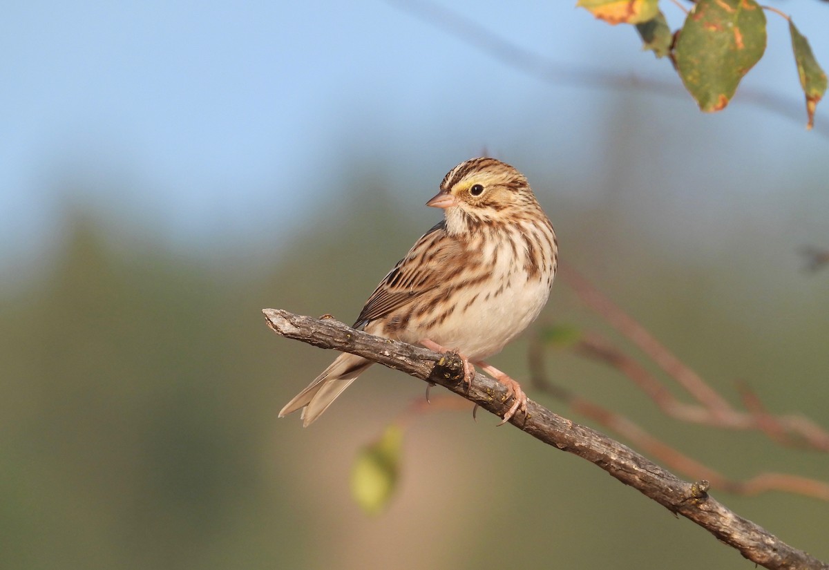 Savannah Sparrow - Kalin Ocaña