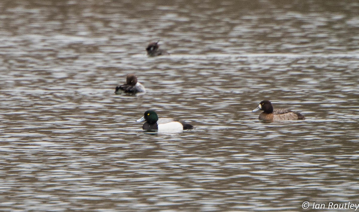 Greater Scaup - Ian Routley