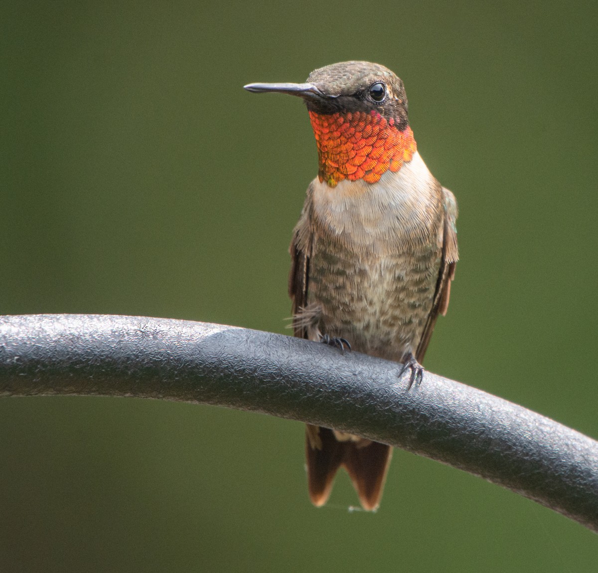 Ruby-throated Hummingbird - ML262488341
