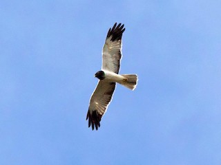 Papuan Harrier - eBird