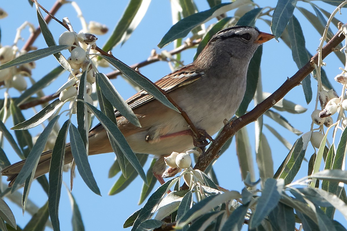 White-crowned Sparrow - ML262491171