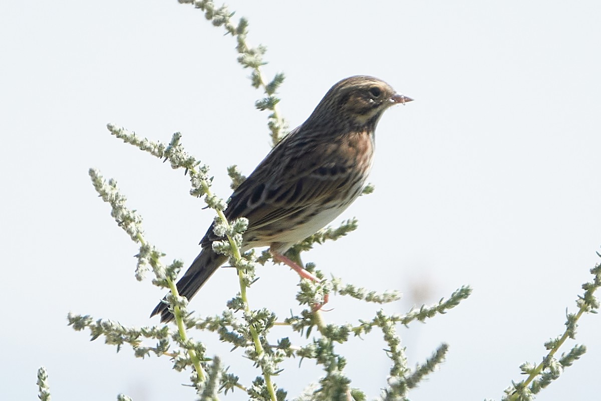 Savannah Sparrow - ML262491591