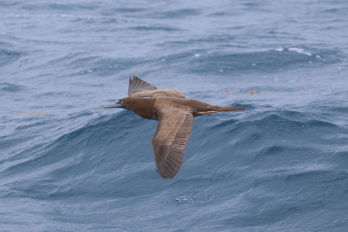 Brown Booby - ML262492111