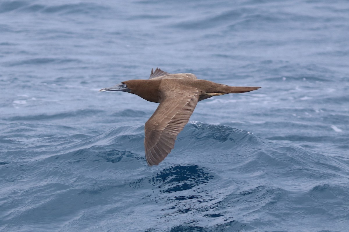 Brown Booby - ML262492121