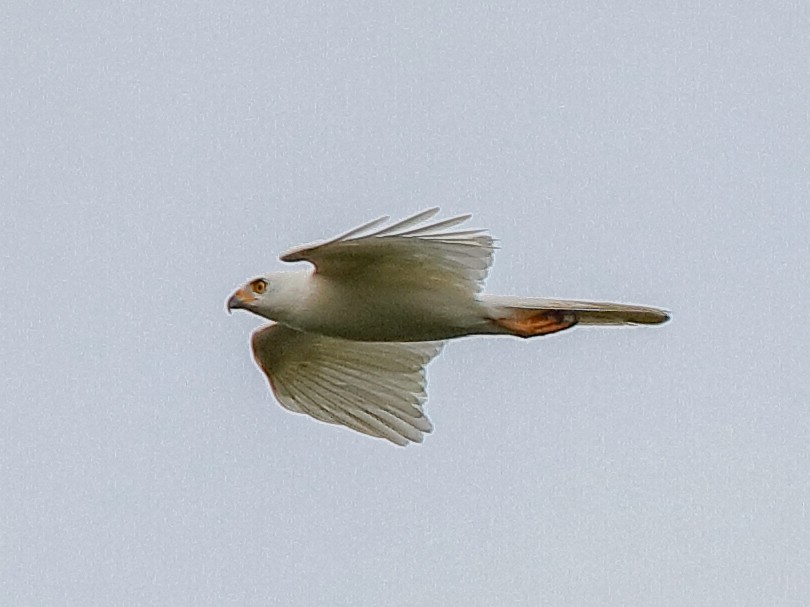 Variable Goshawk - eBird
