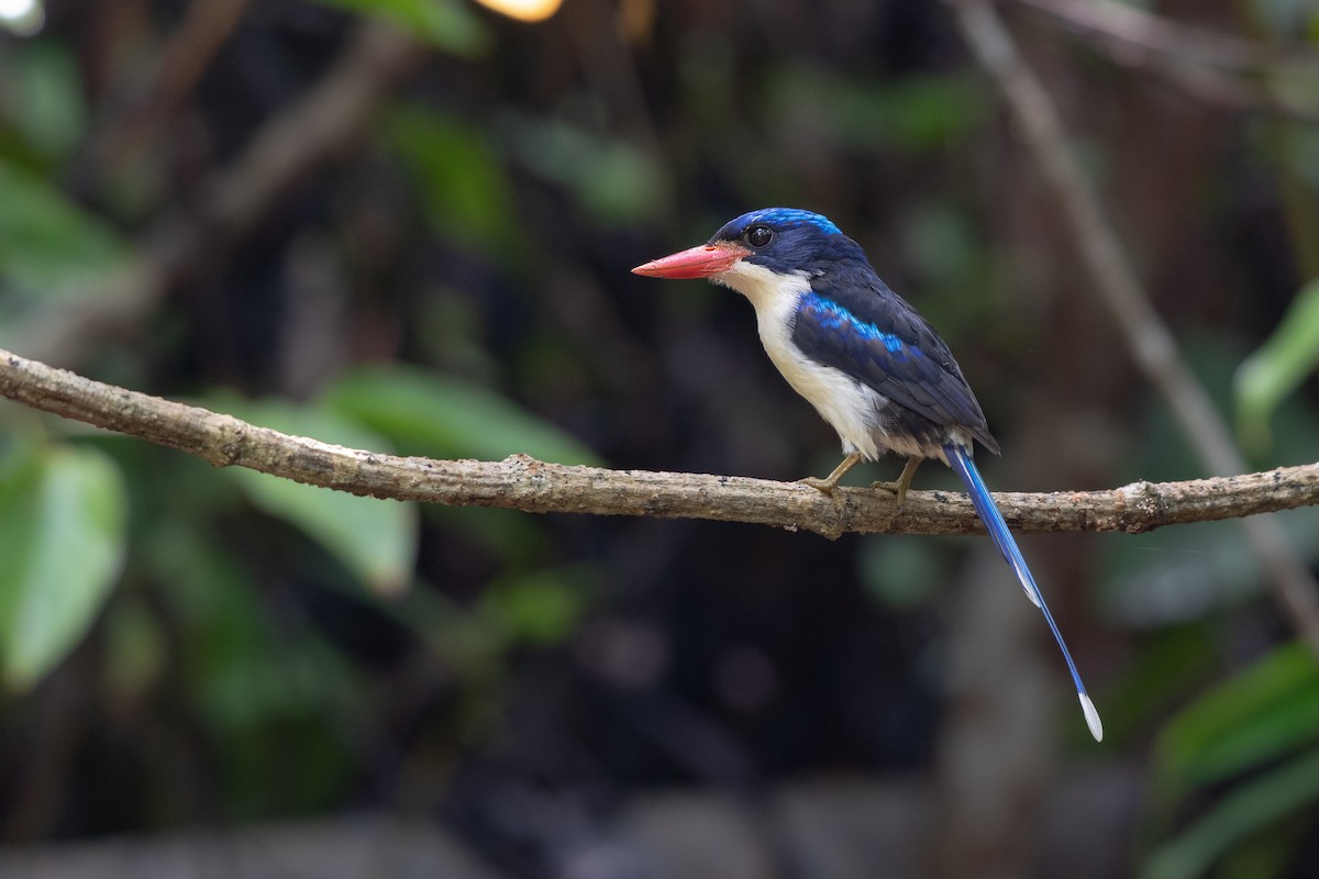 Common Paradise-Kingfisher - Ana Paula Oxom