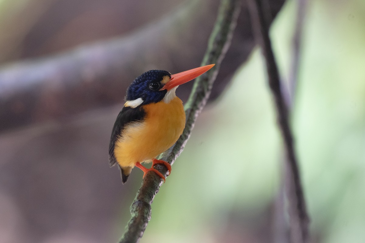 Moluccan Dwarf-Kingfisher (North Moluccan) - Ana Paula Oxom