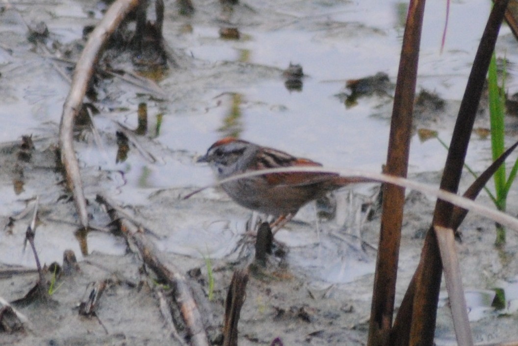 Swamp Sparrow - Mac Williams