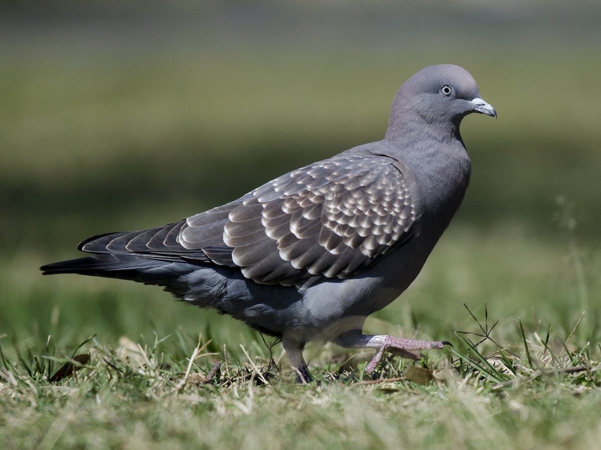 Spot-winged Pigeon - ML262504871
