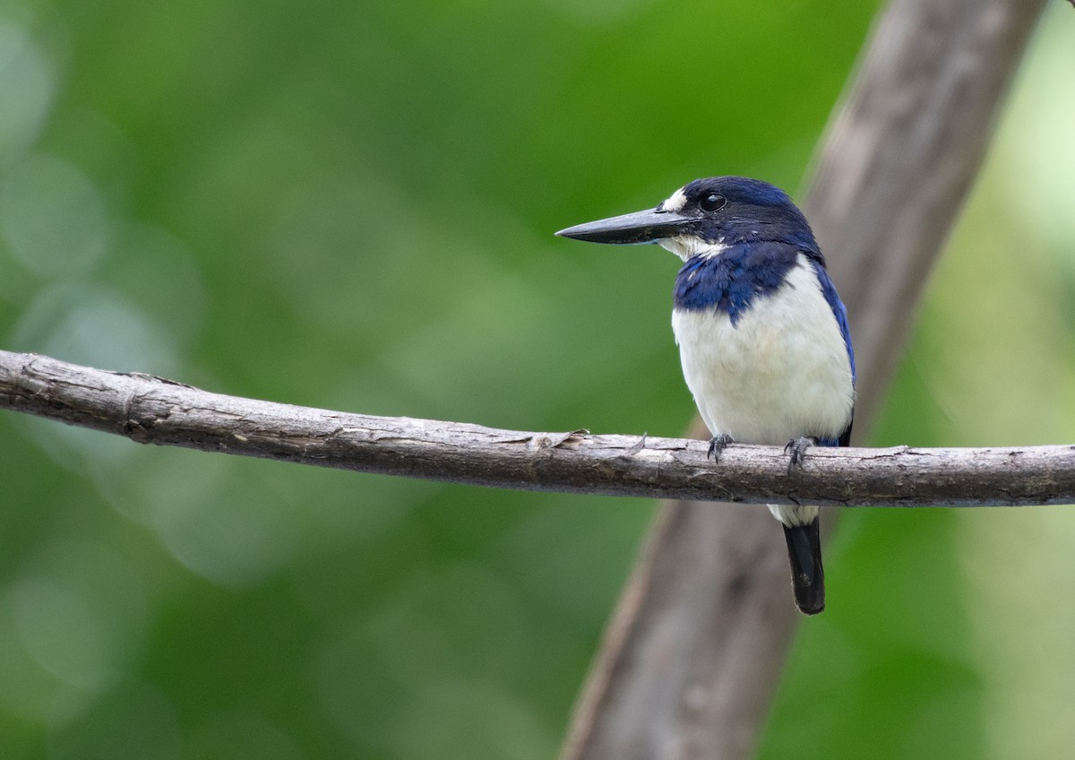 Blue-and-white Kingfisher - ML262508061