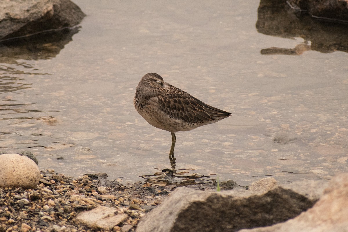 Long-billed Dowitcher - ML262508301