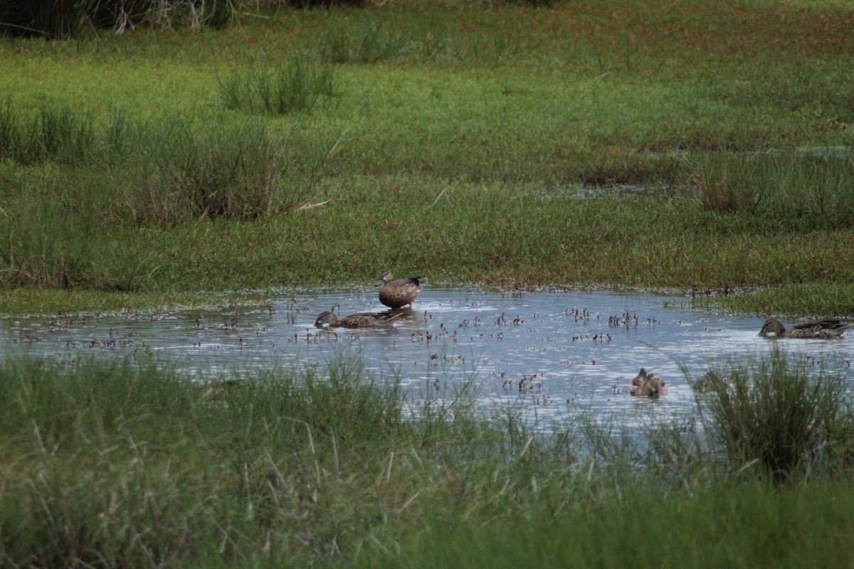 Blue-winged Teal - ML262509341