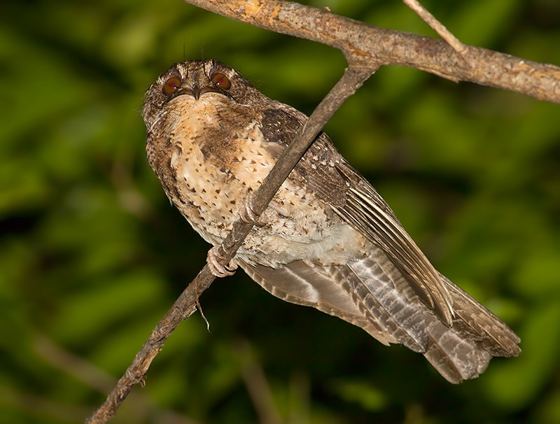 Moluccan Owlet-nightjar - ML26251001