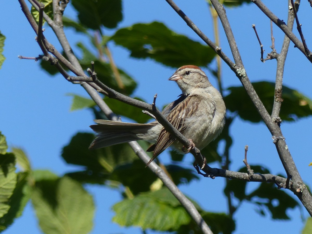 Chipping Sparrow - ML262510621