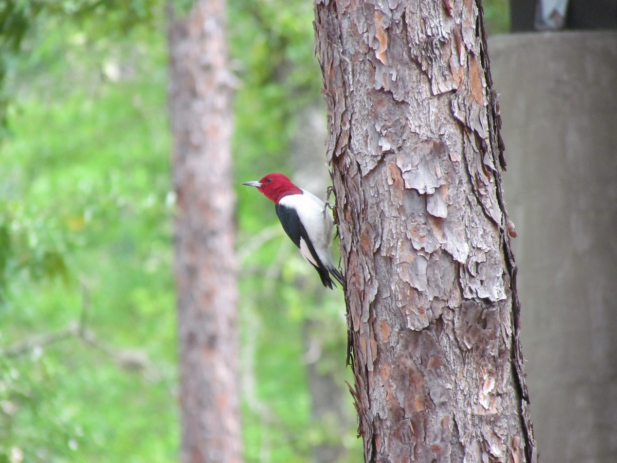 Red-headed Woodpecker - james barry