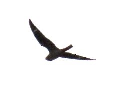 Common Nighthawk - ML262511601