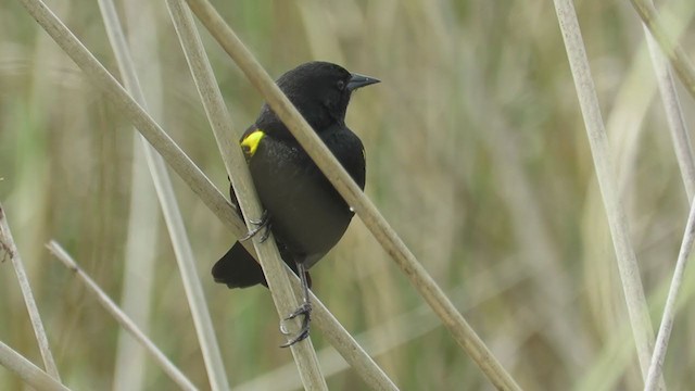 Yellow-winged Blackbird - ML262513871