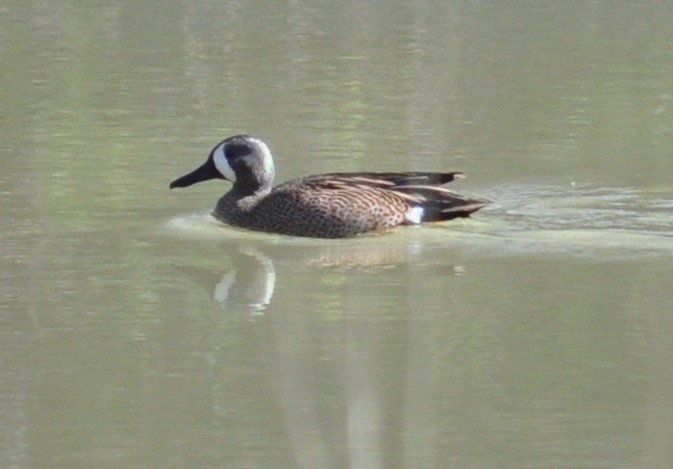 Blue-winged Teal - ML26251471
