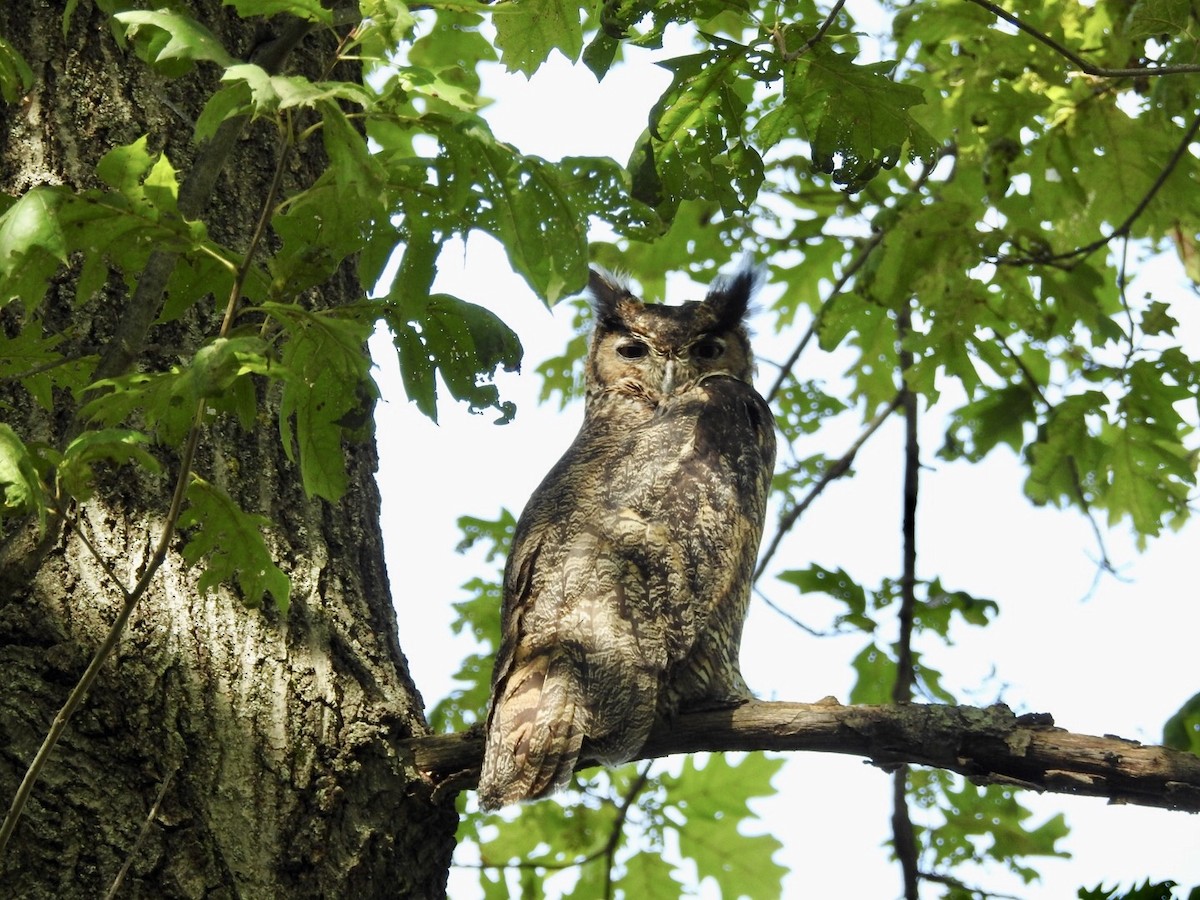 Great Horned Owl - ML262514741