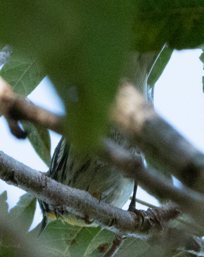 Yellow-throated Warbler - ML262514771