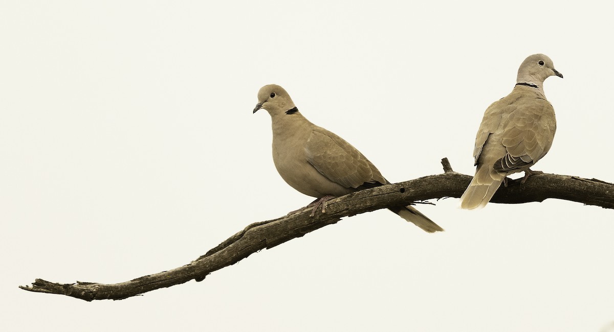 Eurasian Collared-Dove - ML262518091