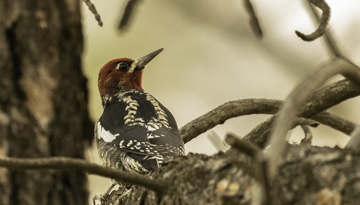 Red-breasted Sapsucker - ML262519651