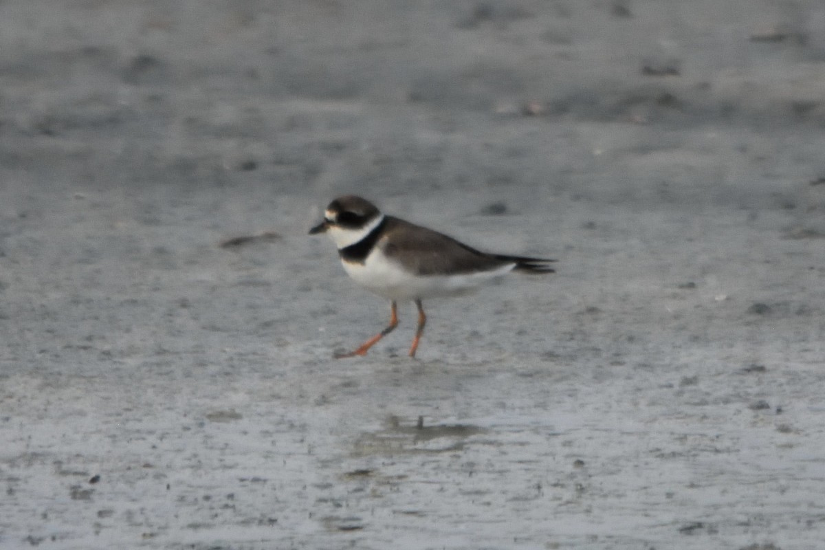 Semipalmated Plover - ML262520081