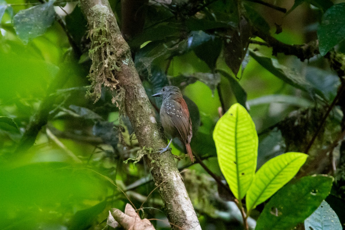 Rufous-tailed Stipplethroat - Thibaud Aronson