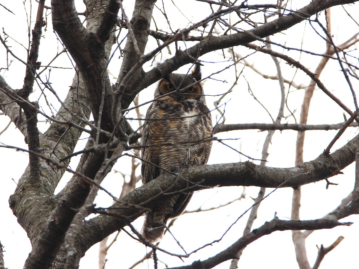 Great Horned Owl - ML26252251