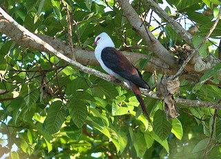 Great Cuckoo-Dove, ML26252291