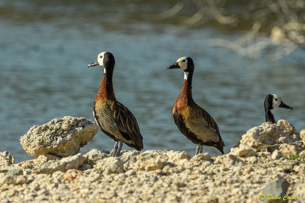 White-faced Whistling-Duck - Brian Culver