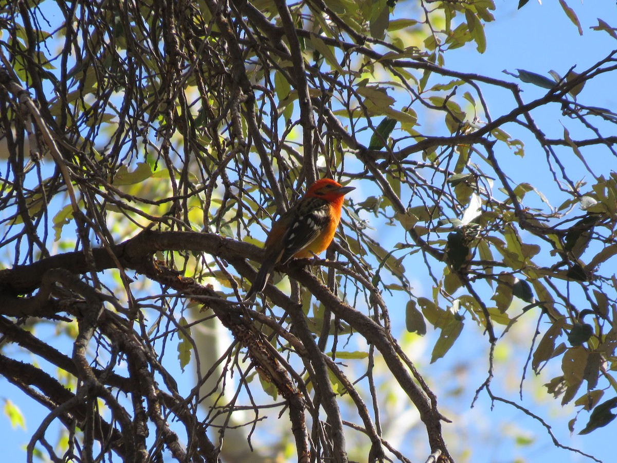 Flame-colored Tanager - Kathy West