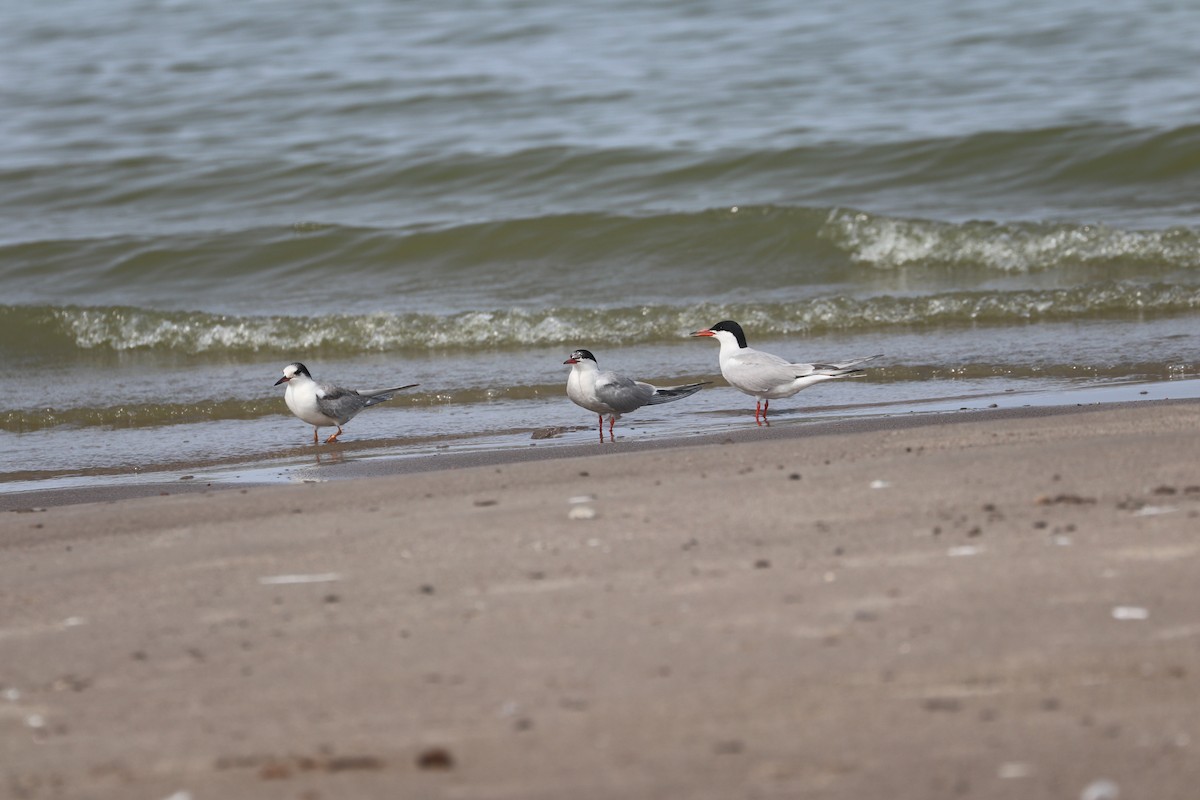 Common Tern - Dave Cleary