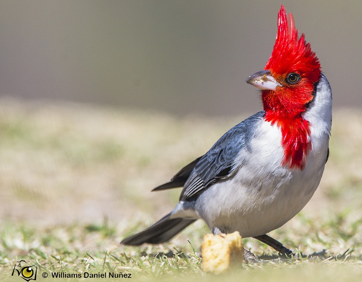 Red-crested Cardinal - ML262527611