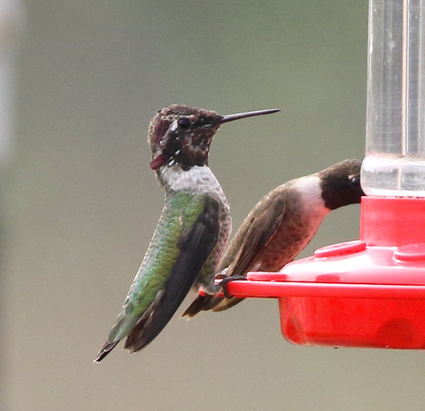 Costa's Hummingbird - C. Jackson