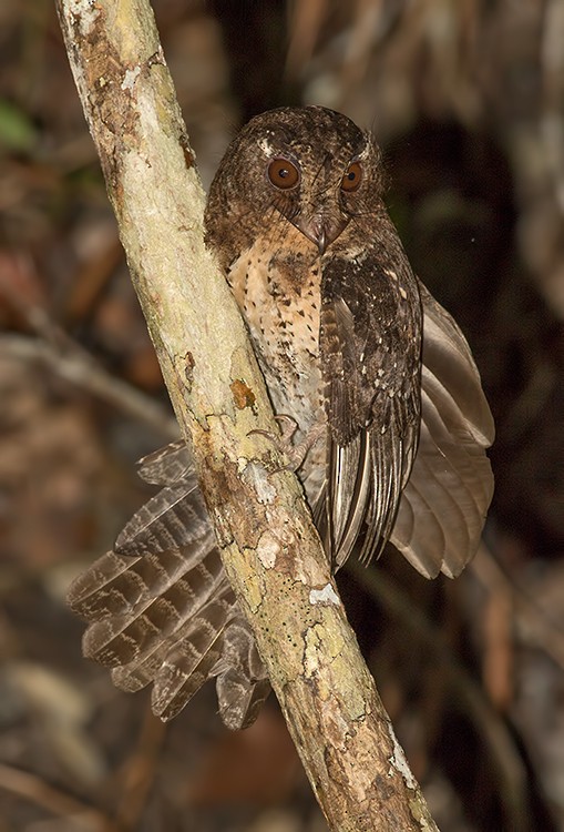 Moluccan Owlet-nightjar - ML26252841