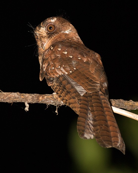 Moluccan Owlet-nightjar - ML26252881