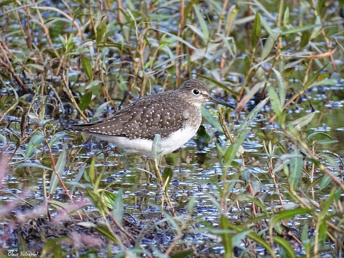 Solitary Sandpiper - Claus Holzapfel